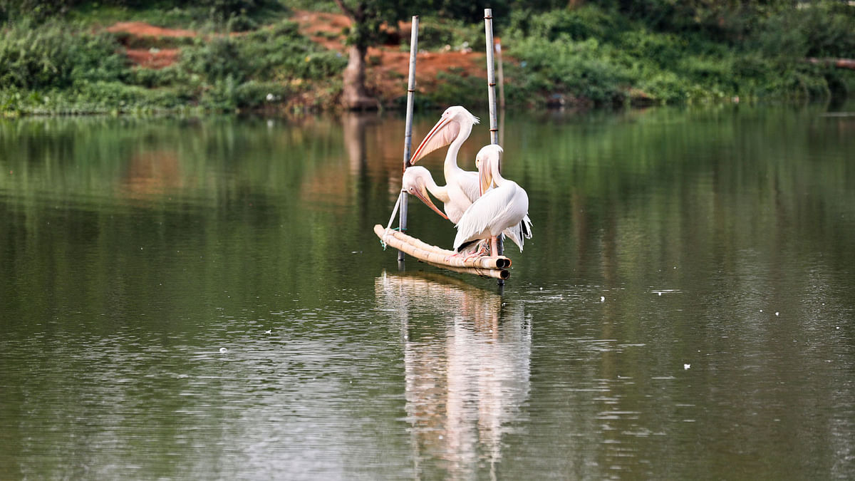 Three pelicans take rest on a bamboo-frame over the lake in Dhaka zoo on 26 April. Photo: Tanvir Ahmed