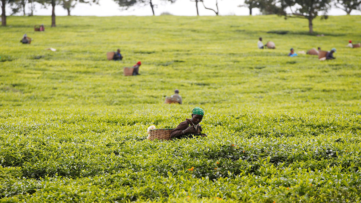 Workers pick tea leaves at a plantation in Kiambu County near Nairobi, Kenya on 26 April. Photo: Reuters