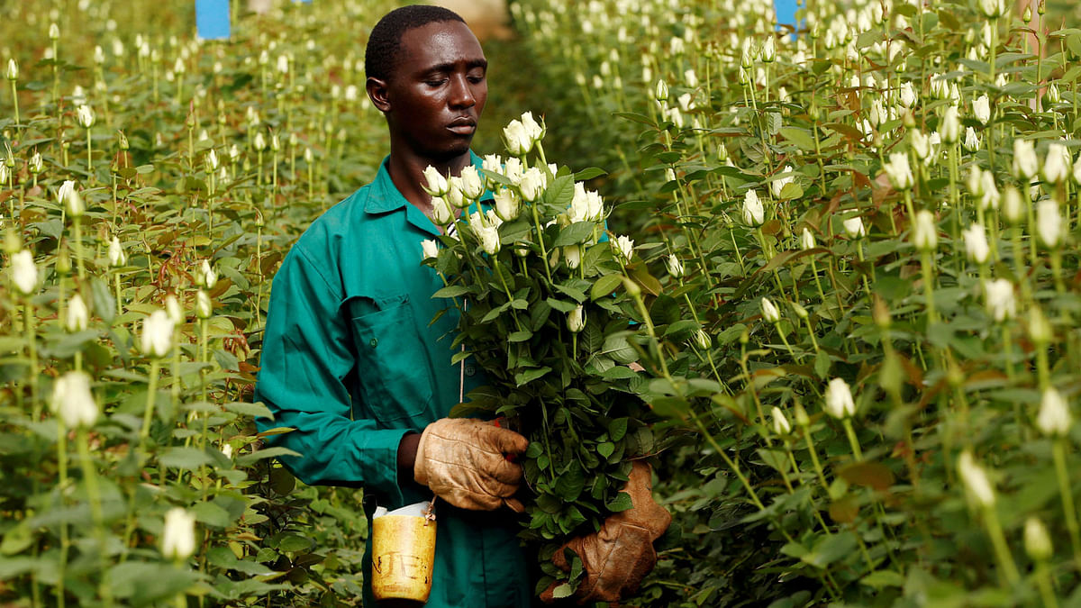 A worker picks flowers designated for export at a farm near the town of Thika, Kenya on 27 April. Photo: Reuters