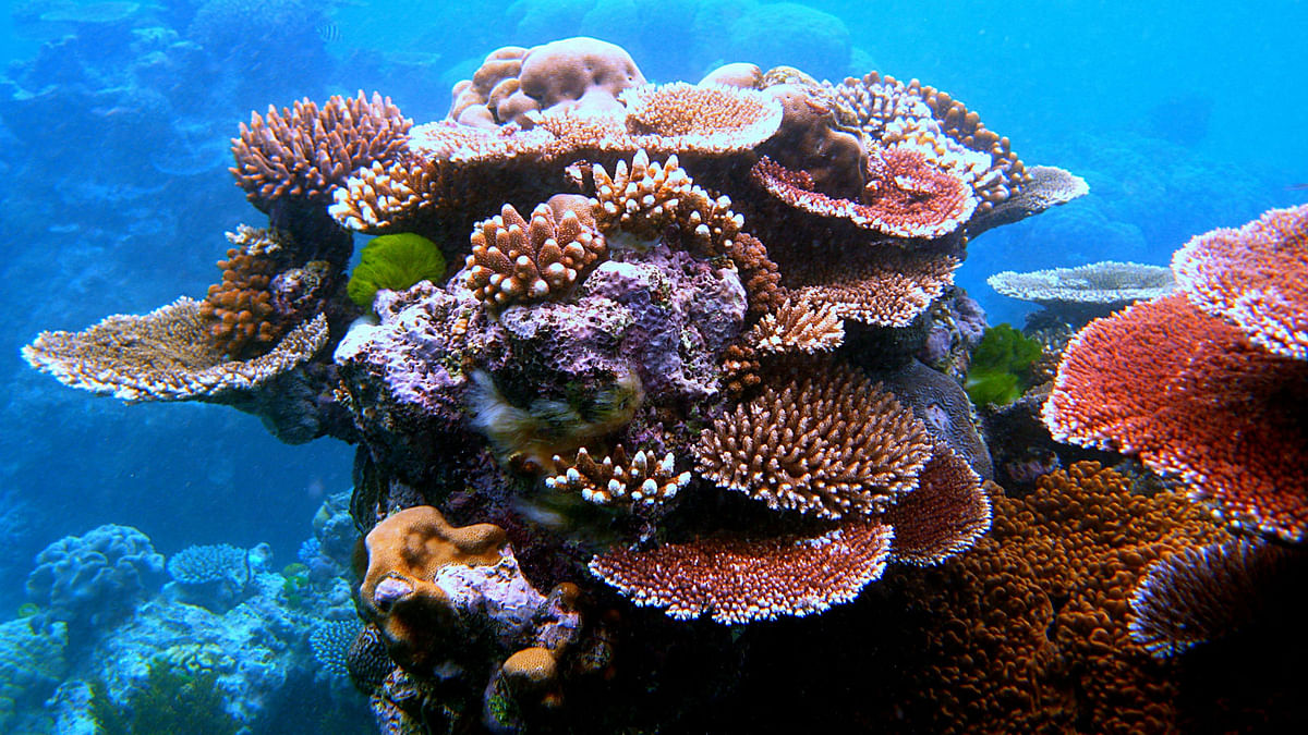 Australia pledged half a billion dollars to restore and protect the Great Barrier Reef Sunday. Photo: Collected