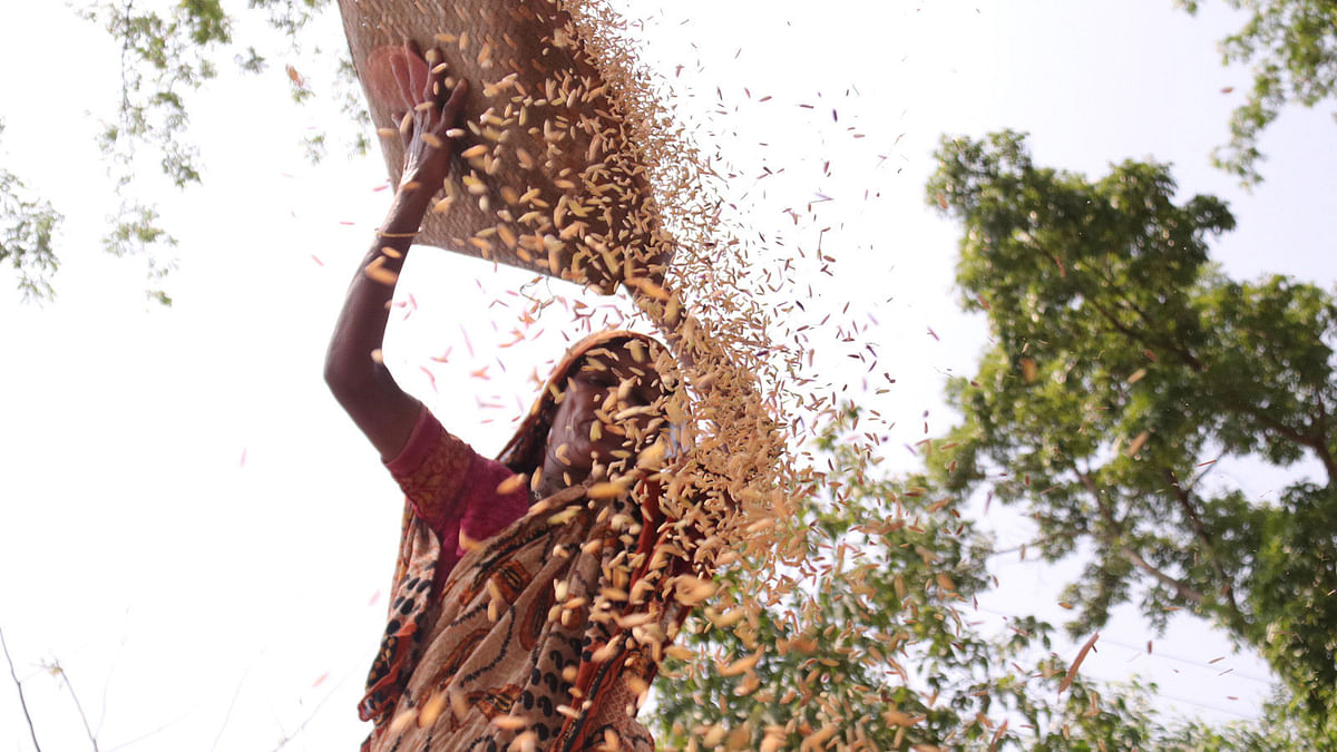 A woman processing harvested Boro rice in Neelgaon area of Sylhet Sadar. Photo: Anis Mahmud