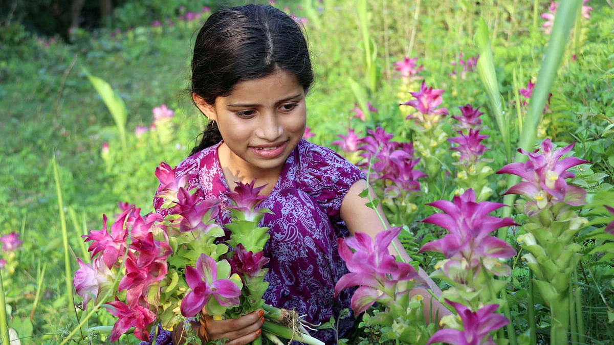 A girl picks wild turmeric flowers in Pathchupi village of Cumilla Adarsha Sadar upazila. Photo: Emdadul Haque