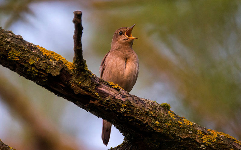 A nightingale sings a song on a tree brunch in a park in Minsk, Belarus on 2 May, 2018. Photo: REUTERS