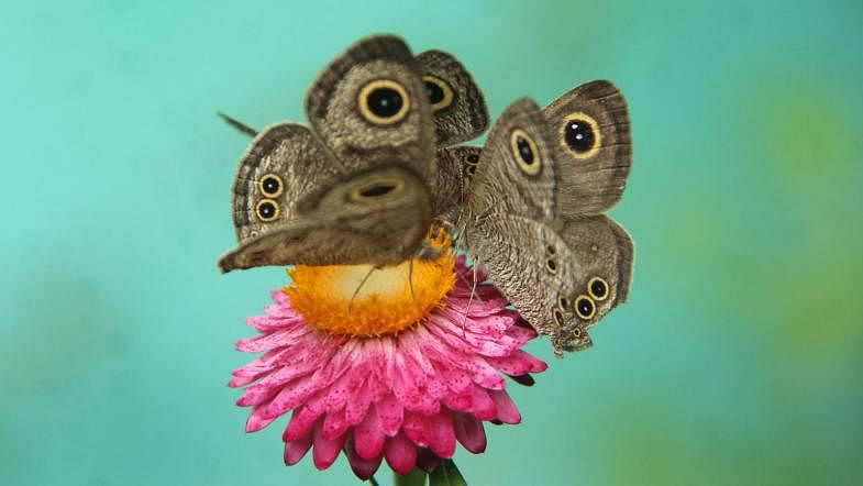 Butterflies seek honey in the flower. The photo was taken by Moinul Islam from Suravi Udyan area of Rangpur.