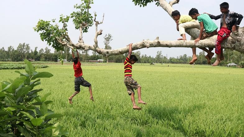 Children climb a Pakur tree at Kajalgouri, Shajahanpur, Bagura on 3 May. Photo: Soel Rana