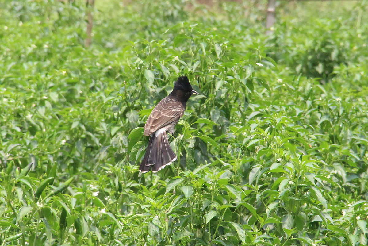 A bulbul bird in search of food in a pepper field in Duburia of Shibalay upazila in Manikganj on 3 May. Photo: Abdul Momin