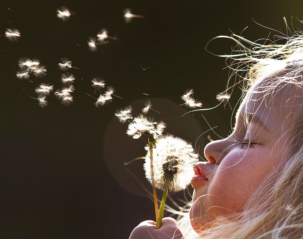 A young girl blows dandelion seeds in the air in a park in Frankfurt, Germany, on a sunny day on 3 May. Photo: AP