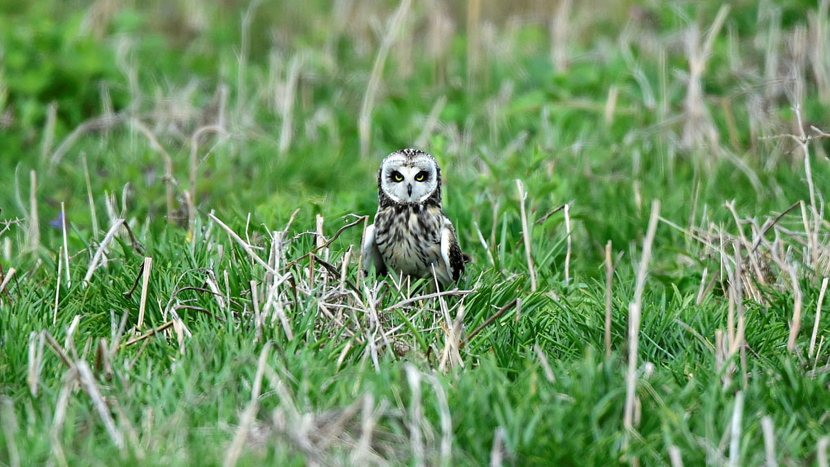A rare short-eared owl stands in the grass in daylight on the island of Skomer, Pembrokeshire, Wales 4 May. Photo: Reuters