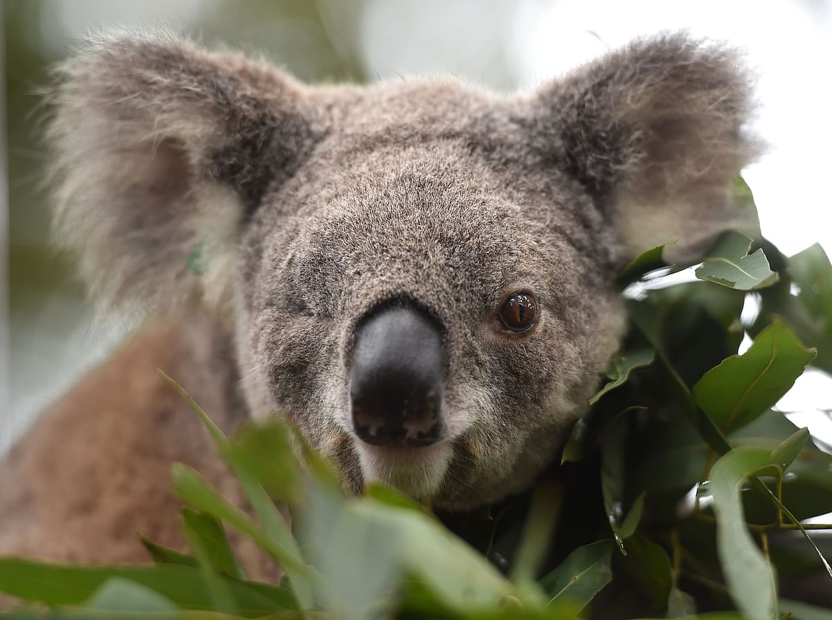 This file photo taken on 28 April, 2016 shows Oxley Kaylee, a koala that lost an eye and had her left hind leg amputated after being hit by a car, looking on at the Koala Hospital in Port Macquarie. Photo: AFP