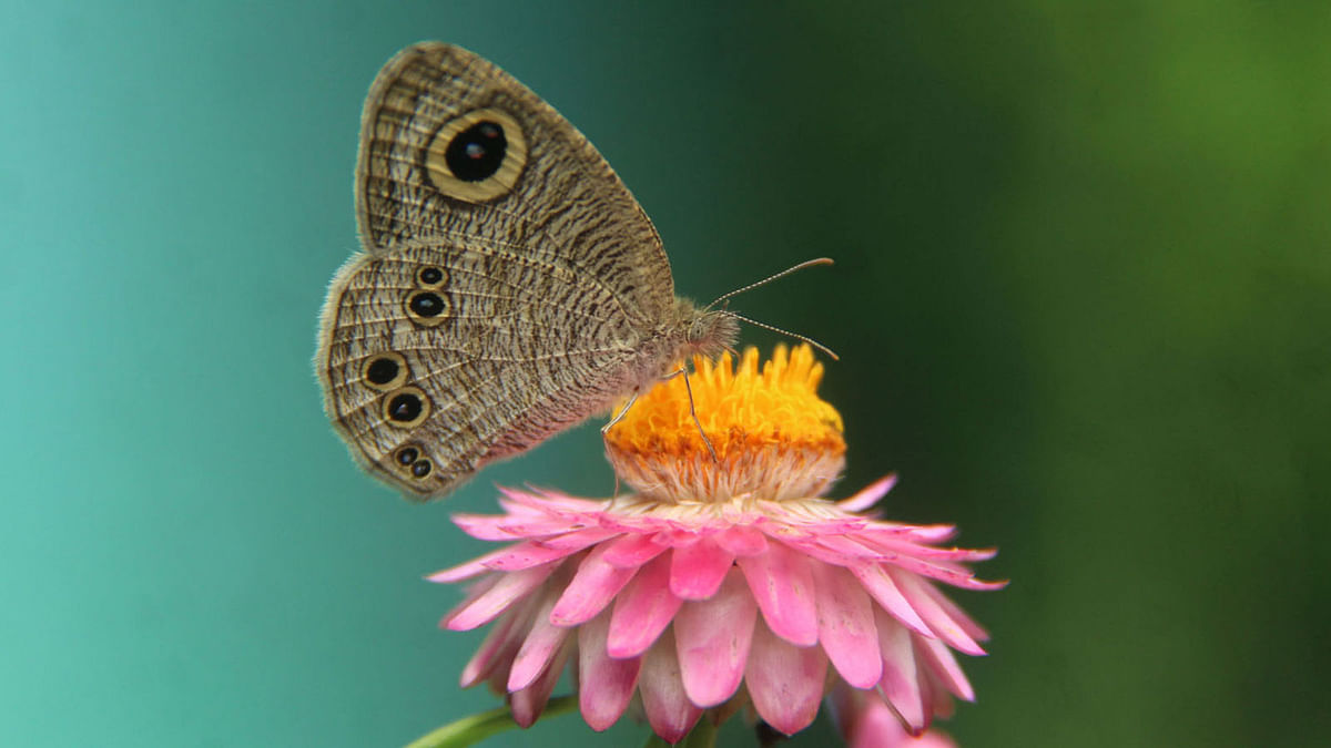 A butterfly collects nectar from a flower in Suravi Udyan in Rangpur. Photo: Moinul Islam