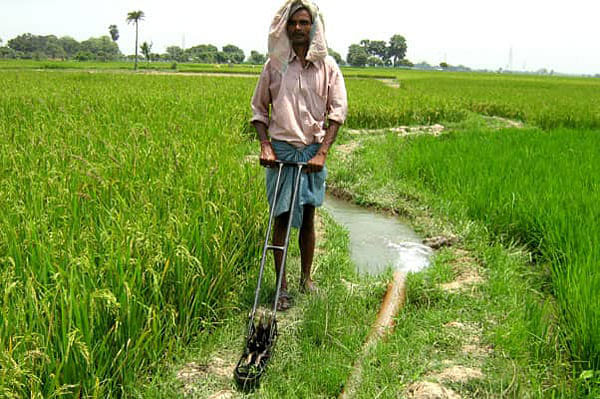 Weed management holds key to boost food production by 22pc. Photo: UNB