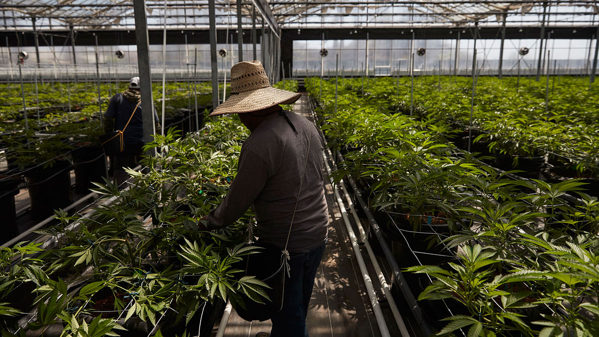In this Thursday 12 April photo, workers work in a greenhouse growing cannabis plants at Glass House Farms in Carpinteria, California, US. Photo: AP