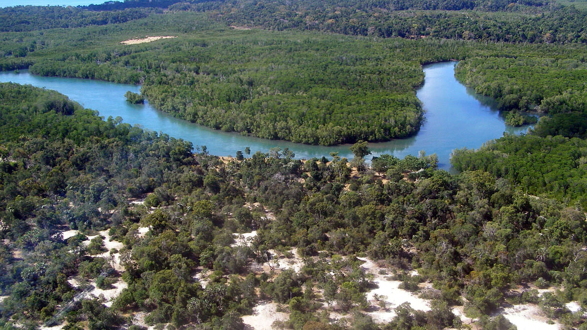 Madagascar lost about a fifth of its mangrove forest area in just two decades. Photo: Collected