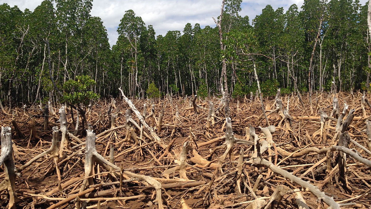 Madagascar lost about a fifth of its mangrove forest area in just two decades. Photo: Collected