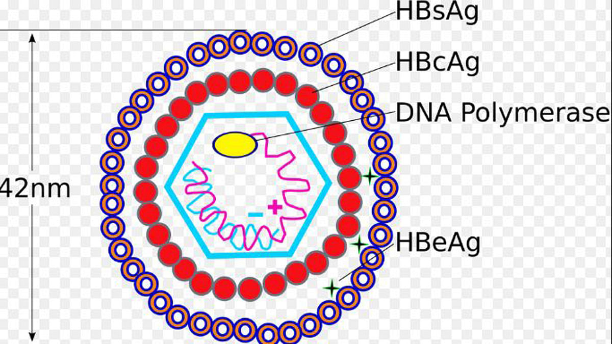 Structure of Hepatitis B virus. Photo: wikimedia.org