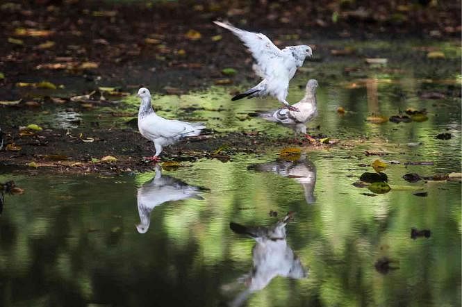 Pigeons` reflection on water in Suhrawardy Udyan, Dhaka. The picture was taken on 13 May by Saiful Islam