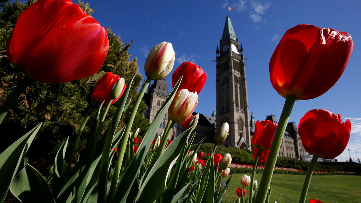 Tulips frame the Peace Tower on Parliament Hill in Ottawa, Ontario, Canada on 14 May. Photo: Reuters