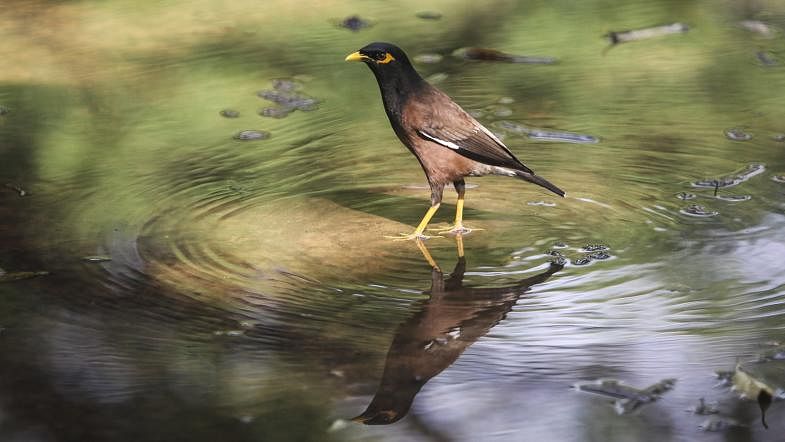The reflection of the myna on water was captured by Saiful Islam from Suhrawardy Udyan, Dhaka recently.