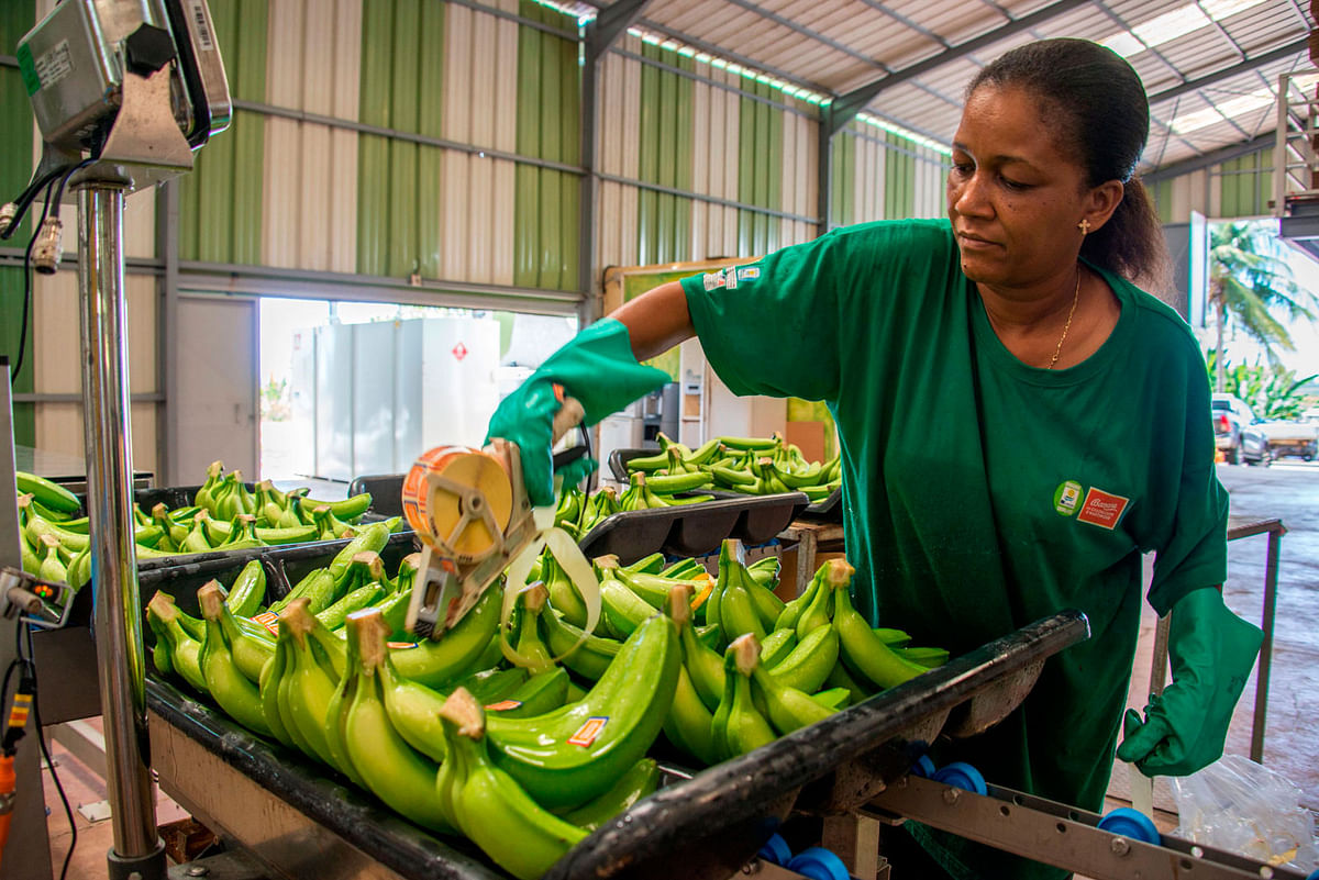A worker puts etiquettes on bananas in the Changy-Dambas Banana procession plant in Capesterre Belle-Eau, in the French overseas region of Guadeloupe on 10 April 2018. Photo: AFP