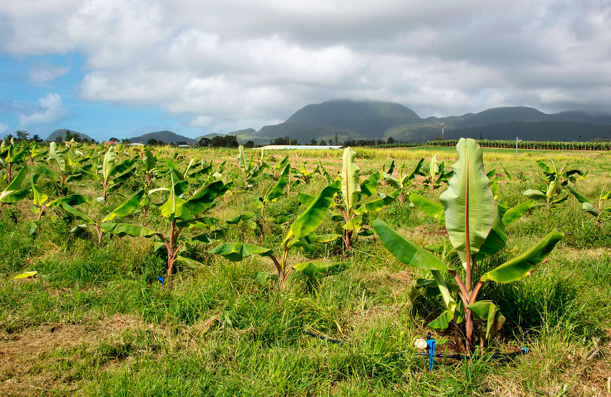 Banana fields that have been replanted after cyclone Maria are pictured in Capesterre Belle-Eau, Fond Cacao, in the French overseas region of Guadeloupe on 10 April 2018. Photo: AFP
