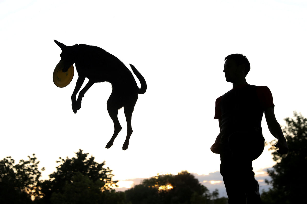 A dog is airborne as it catches a frisbee next to its owner in a park in Madrid, Spain on 16 May 2018. Photo: Reuters