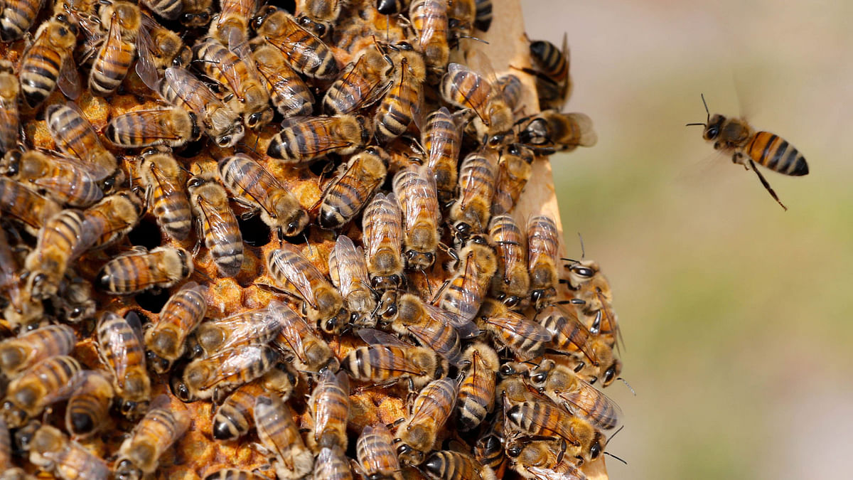 Bees are seen on the frame of a beehive in Denee, Belgium on 15 May. Photo: Reuters