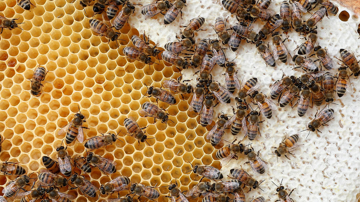 Slovenia has gone on to lead the way in raising awareness of the plight of bees. This file photo is taken from Reuters.  Slovenia, a land of beekeeping