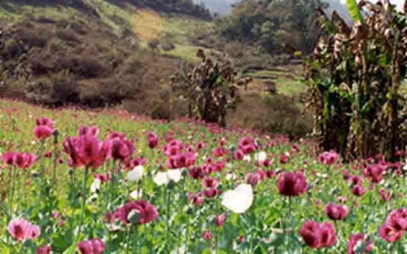 Myanmar comes second only to Afghanistan when it comes to opium production. Photo: Collected