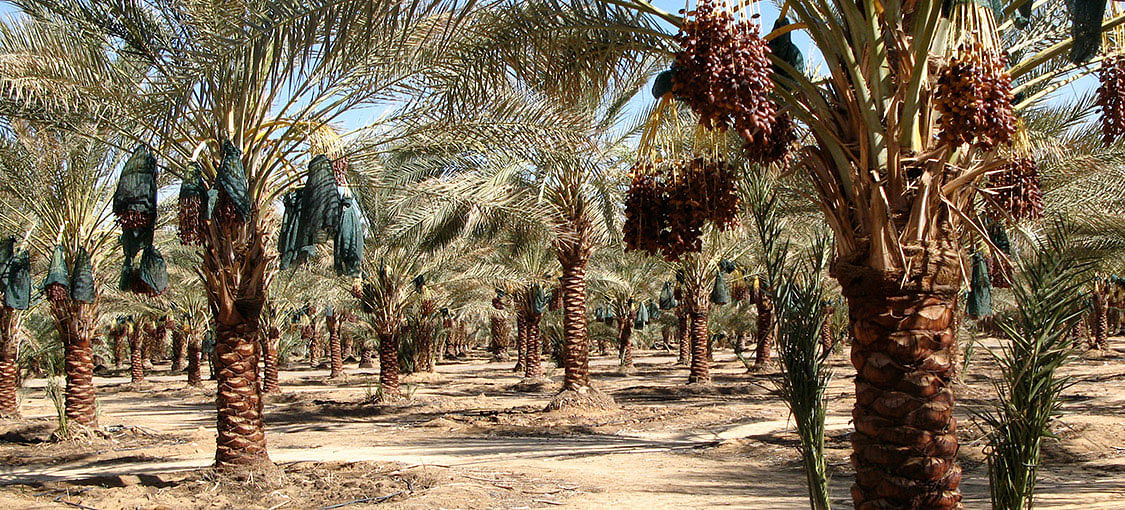 A dates orchard in Saudi Arabia. Photo: albarakafarms.com