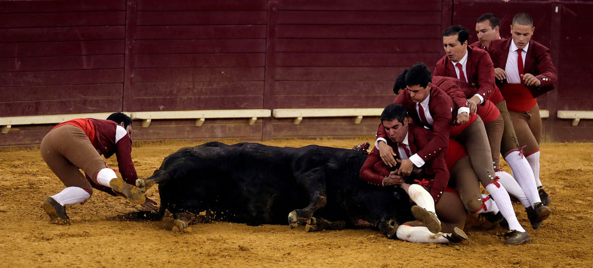 Members of Lisboa forcados group perform during a bullfight at Campo Pequeno bullring in Lisbon, Portugal on 17 May 2018. Photo: Reuters