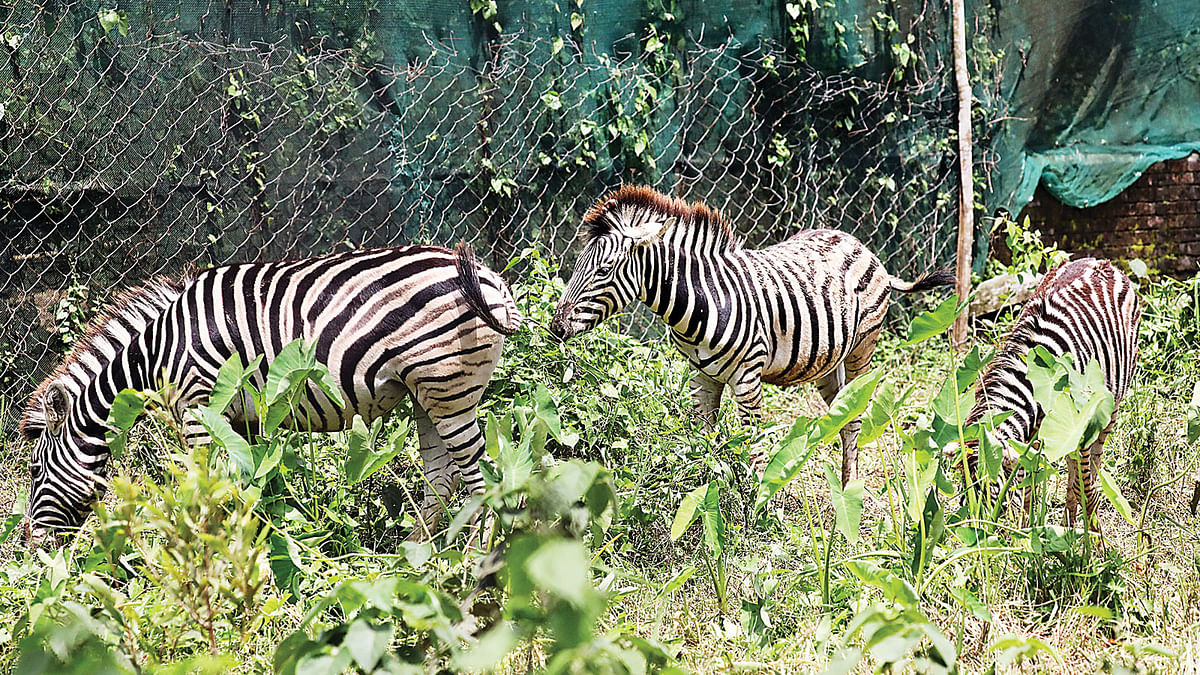Detectives rescued zebras from Jessore`s Sharsha area on 8 May. Photo: Prothom Alo