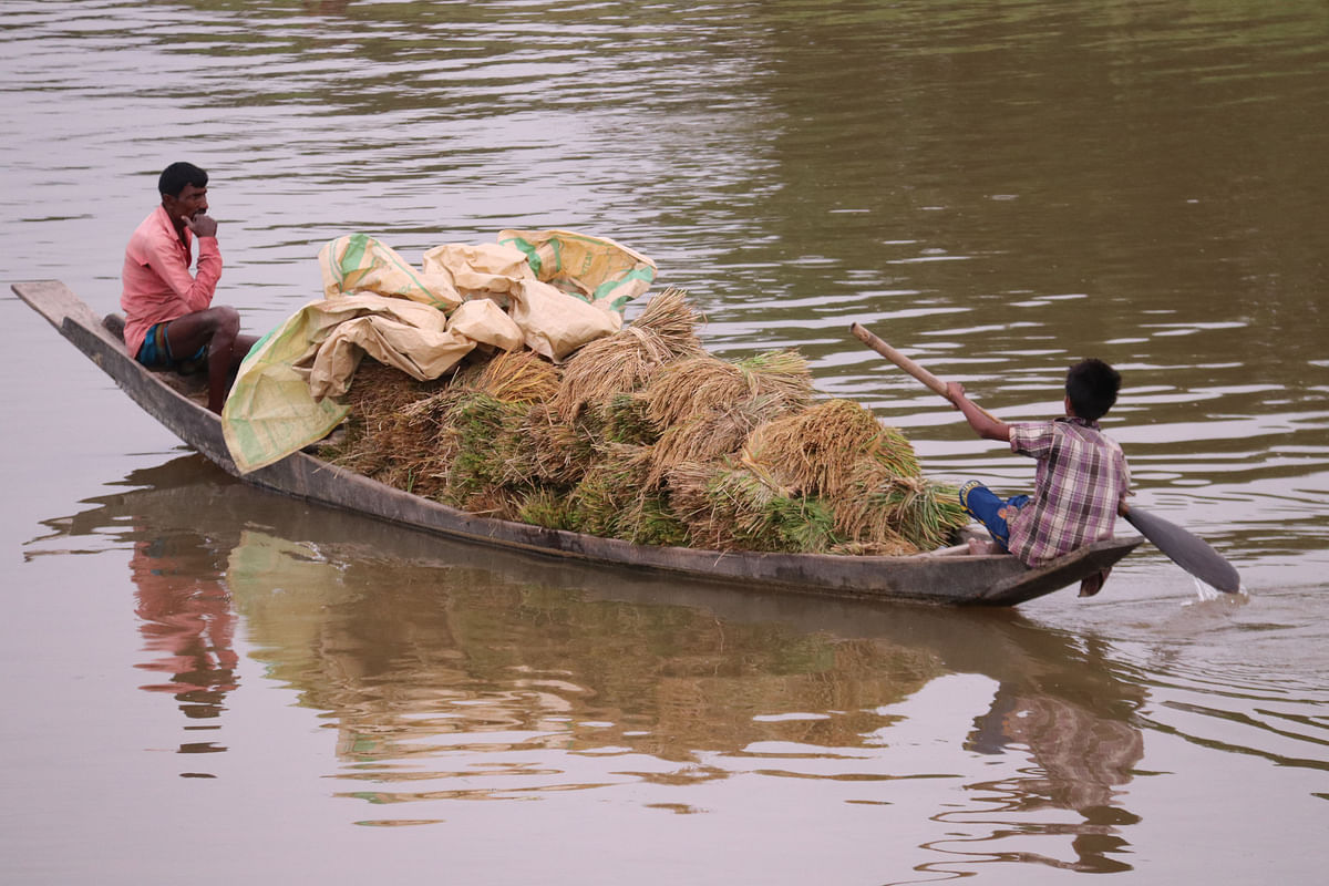 Farmers carry harvested rice by boat in Baishtil area of Sylhet Sadar upazila on 20 May. Photo: Anis Mahmud