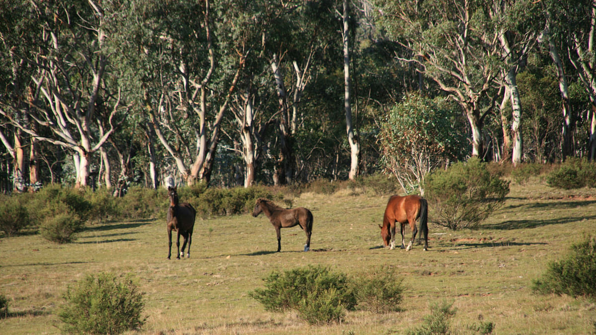 Brumbies (feral horses). Photo: Collected