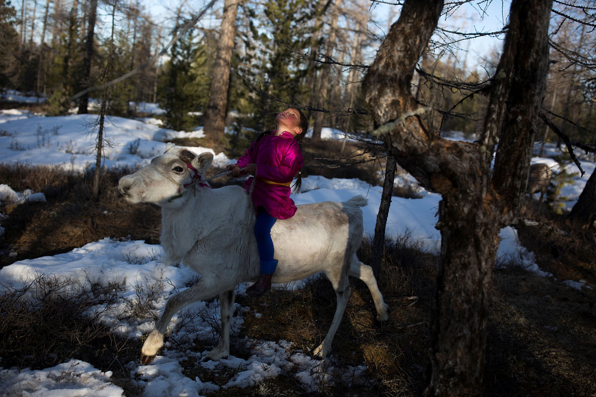 Tsetse, six-year-old daughter of Dukha herder Erdenebat Chuluu, rides a reindeer in a forest near the village of Tsagaannuur, Khovsgol aimag, Mongolia, on 21 April 2018. Photo: Reuters