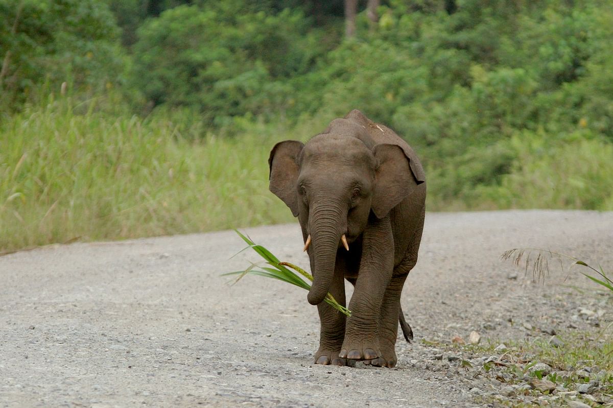 Rare Borneo pygmy elephant. Photo: Collected