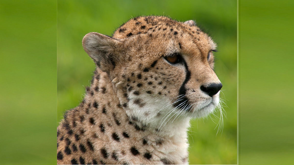 Cheetah. Photo: Collected