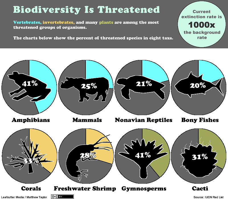 Biodiversity is threatened. Photo: Collected