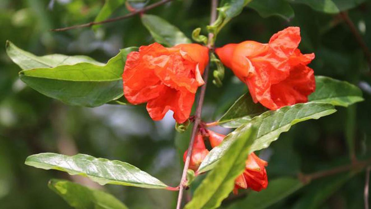 Pomegranate flowers at a garden in Kamalapur of Faridpur district town. The photo was taken on 24 May. Photo: Alimuzzaman