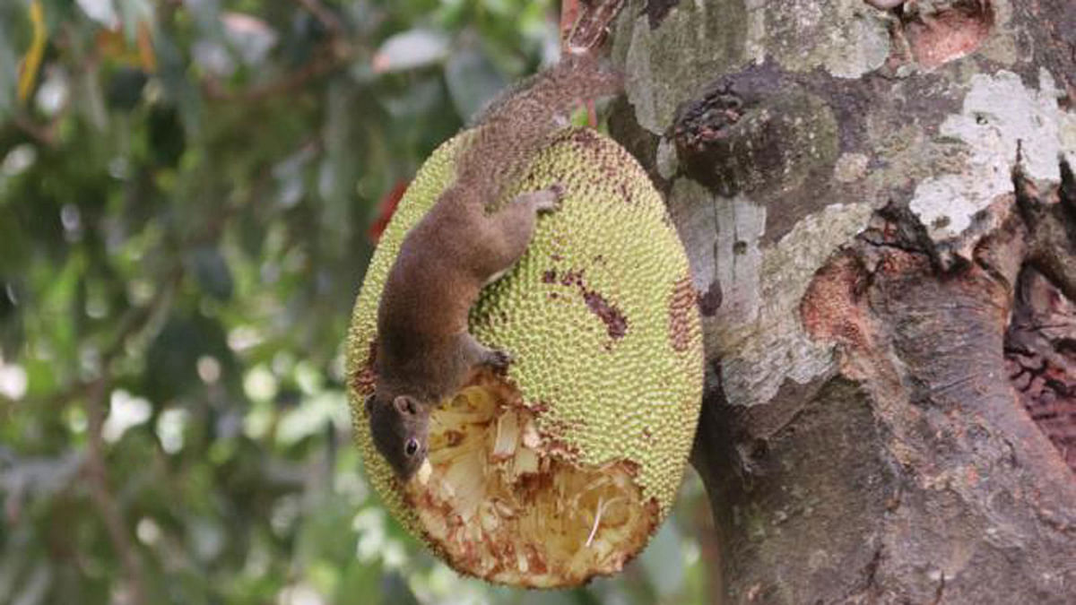 A squirrel feasts on a jackfruit in Kalbakhani area of Sylhet. The photo was taken on 24 May. Photo: Anis Mahmud