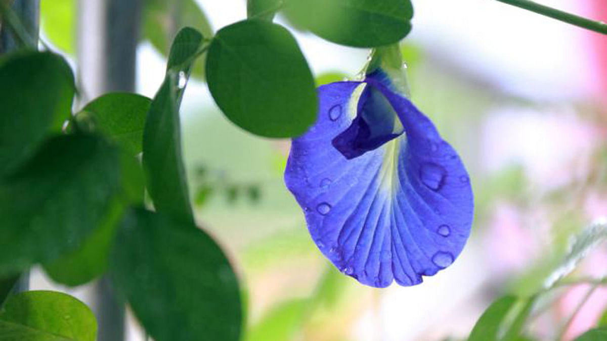 A rain soaked blue pea vine in an office building at Pabna. The photo was taken on 24 May. Photo: Hasan Mahmud