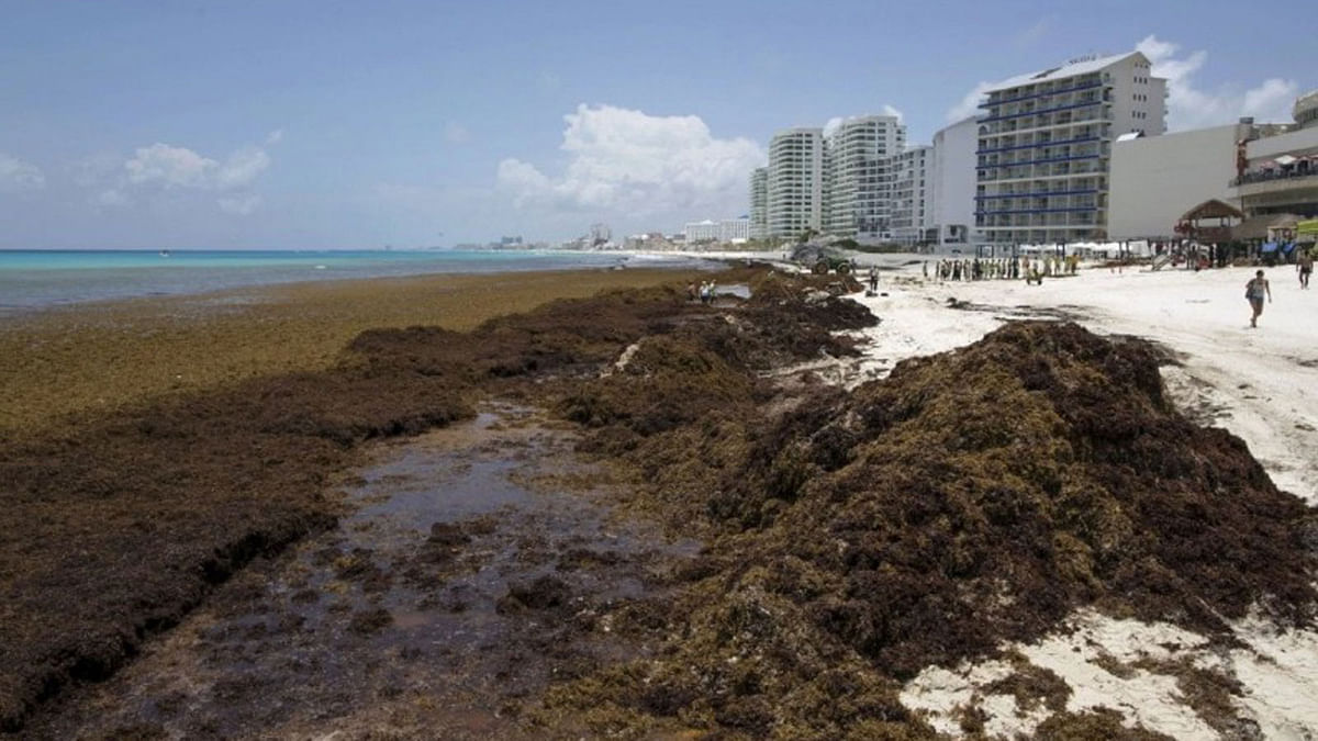 Sargassum algae is seen at Gaviota Azul beach in Cancun, Mexico, on 17 July 2015. Photo: Reuters