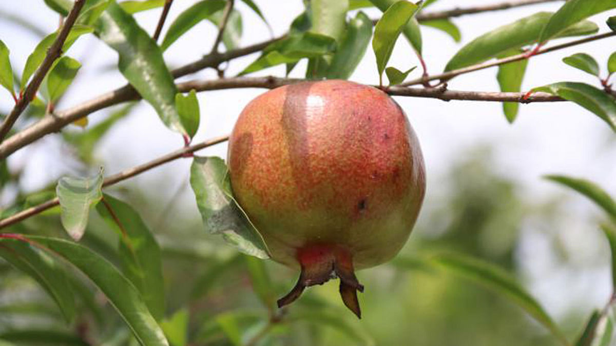 A ripe pomegranate at Kamalapur of Faridpur district town. The photo was taken on 24 May. Photo: Alimuzzaman