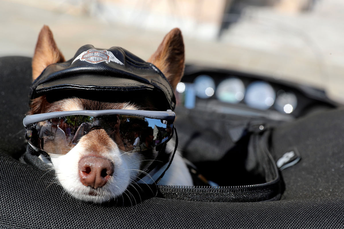 Daniel the chihuahua sits in his owner Kurt Gould`s motorcycle as Rolling Thunder riders, who converge annually on Memorial Day in support of US military veterans, have their bikes blessed during a brief service at the National Cathedral in Washington, US 25 May. Photo: Reuters