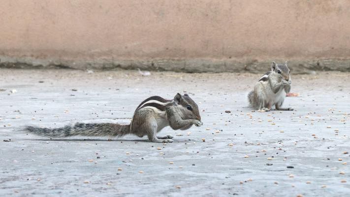 Two squirrels eating wheat that were scattered to feed the pigeons. The photo was taken from Power House Para, Poilanpur, Pabna by Hasan Mahmud on 25 May.