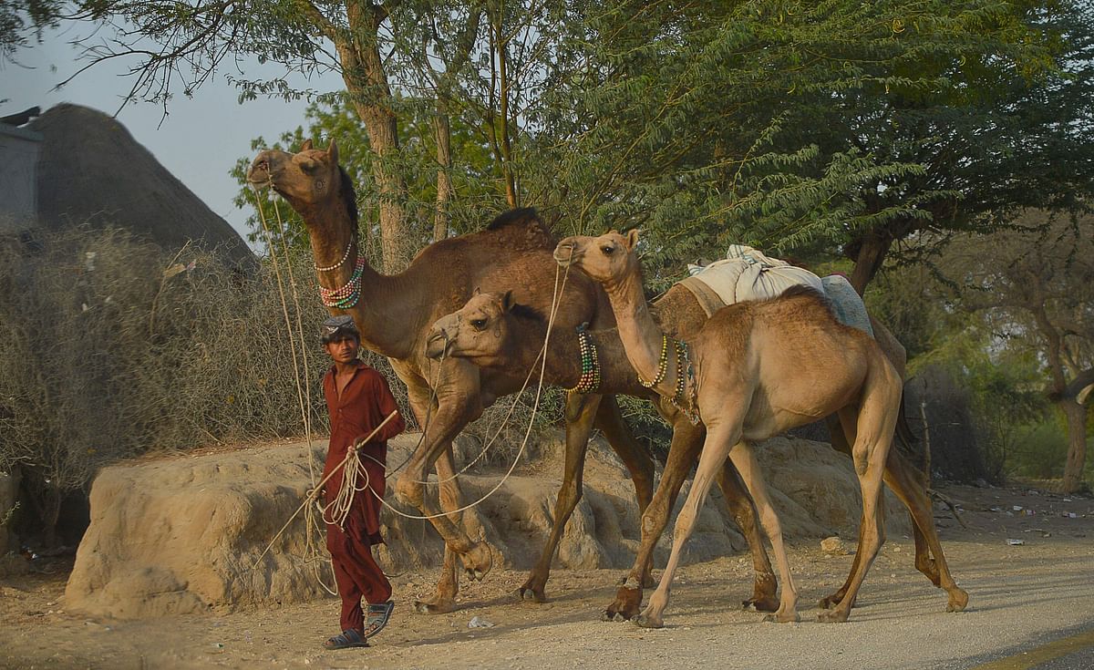 A Pakistani villager walks with his camels on a street on a hot summer day at Islamkot in Tharparkar district in Sindh province on 22 May 2018. Dozens of people are feared to have died in a heat wave gripping Pakistan`s largest city Karachi this week. Photo: AFP