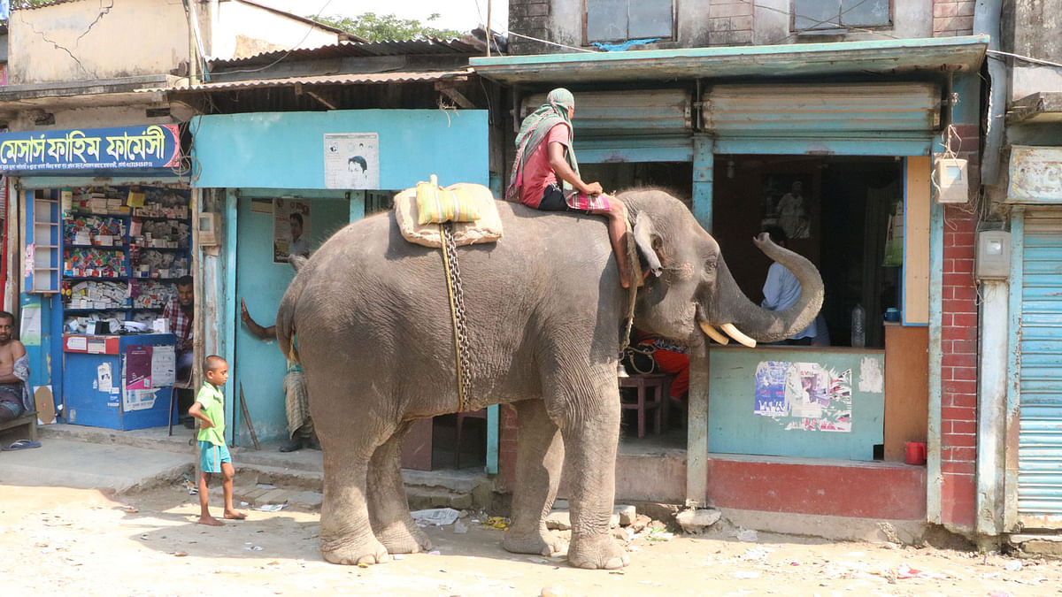 An elephant named ‘Bir Bahadur’ and its trainer take a halt at Goalanda bazaar and collect money from different shops on 27 May in Rajbari. Photo: Rashedul Haque