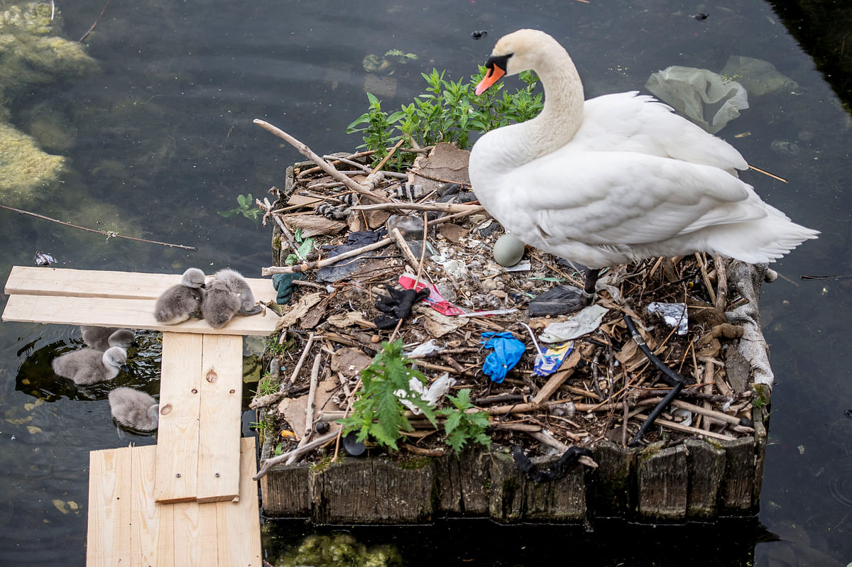 Swan and its cygnets are seen in the nest made partly of rubbish from the lake near Queen Louise`s Bridge in Copenhagen, Denmark on 28 May 2018. Photo: Reuters