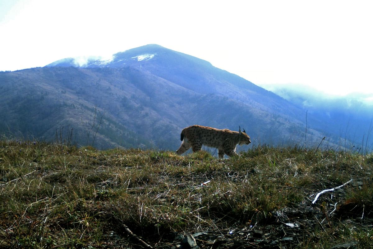 This undated handout camera trap picture provided by Protection and Preservation of Natural Environment in Albania (PPNEA) shows a Balkan lynx, classified as critically endangered, walking in Munella mountain near the city of Puka. Photo: AFP