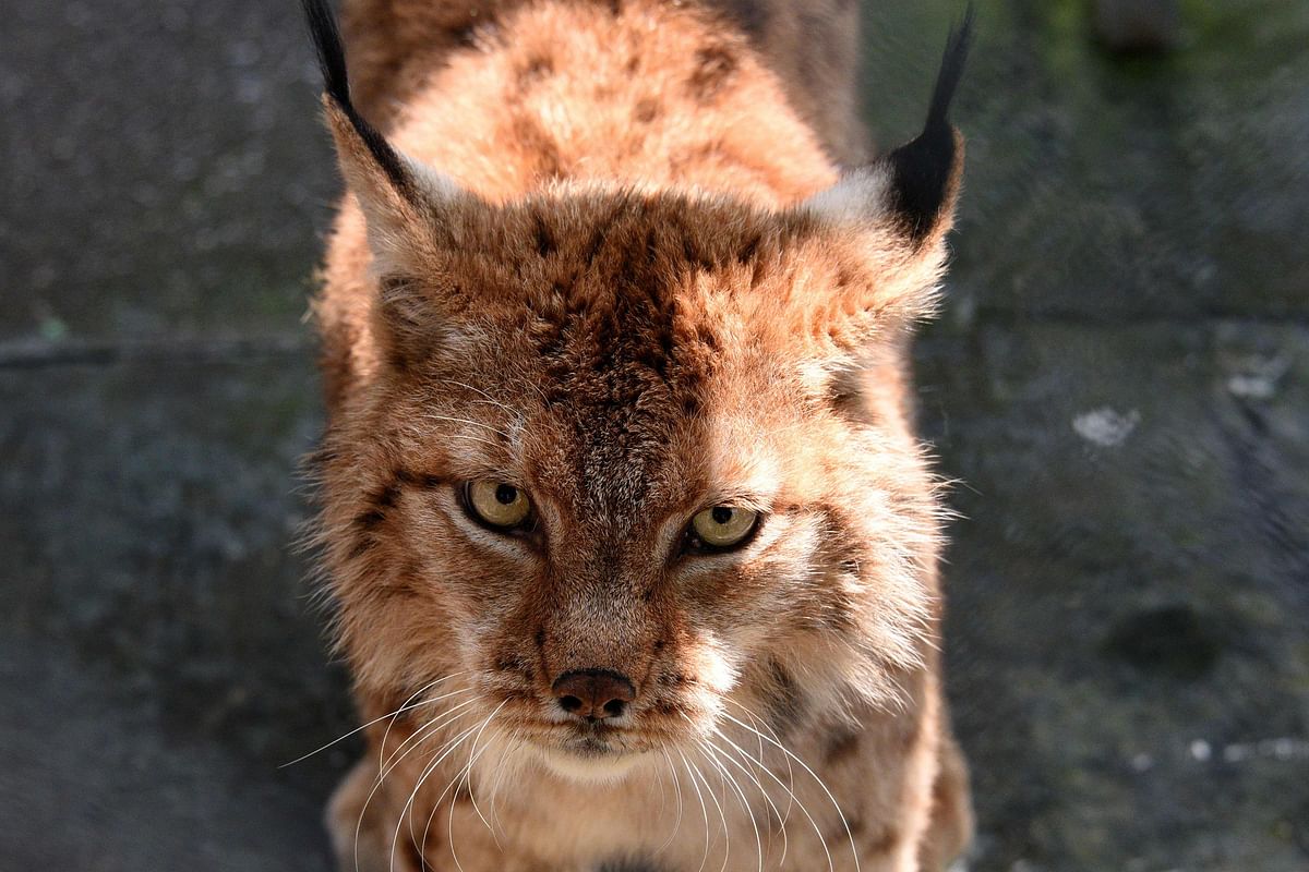 A picture taken on 7 May 2018 shows a Balkan lynx, classified as critically endangered, in a cage in a restaurant of the city of Shkodra, north of Albania. Photo: AFP