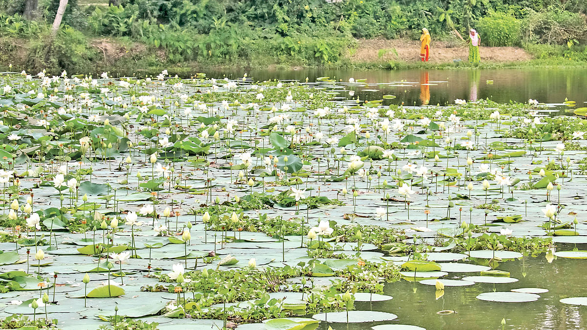White water lilies cover an expanse of water near an old zemindar`s estate 8 kilometres away from Barisal town. Photo: Saiyan